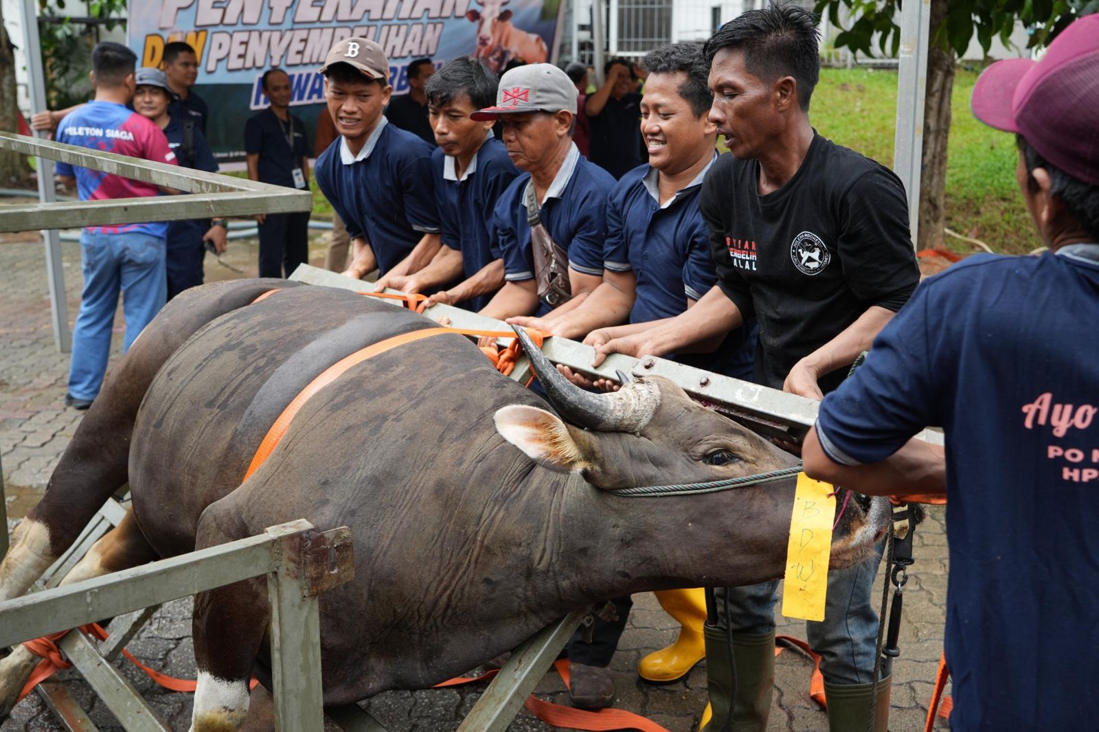BP Batam Rayakan Idul Adha 1447 Hijriah: Sembelih 33 Hewan Kurban, Tingkatkan Kepedulian Sosial di Lingkungan Pegawai
