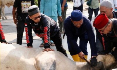 Iduladha 1447 H, Pemko Batam Prioritaskan Penyaluran Kurban ke Wilayah Hinterland